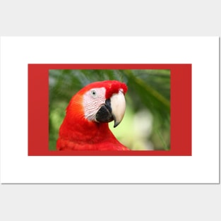 Scarlet  Macaw Posters and Art